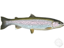 Rainbow Trout